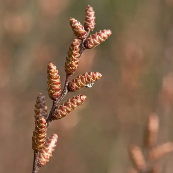 Kleinen Fichtenzapfen ähnliche braune Blütenknospen einer strauchartigen Pflanze
