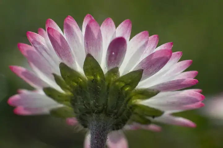 Makrofoto der Rückseite einer vielblättrigen Blüte einer Pflanze im Gegenlicht