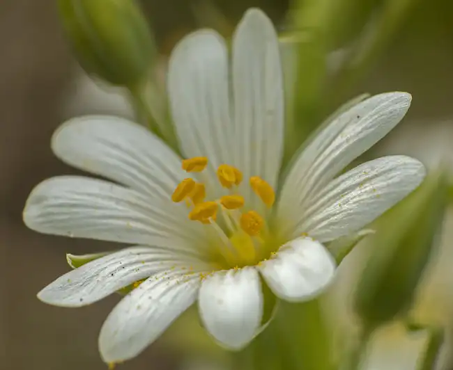 Makroaufnahme einer Blüte mit zehn weißen Blütenblättern und gelbem Stempel in der Mitte