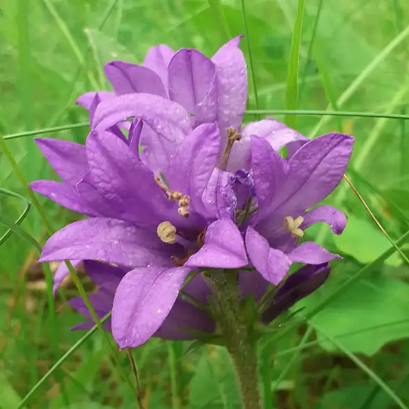 Pflanze mit je fünf großen violetten Blütenblättern