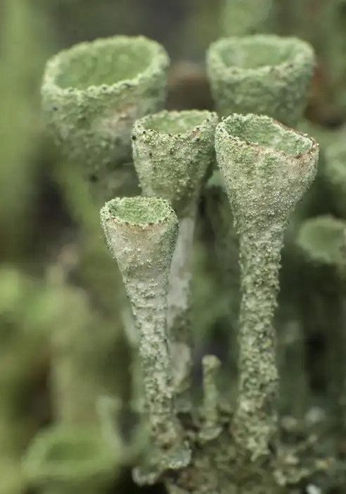 Makrofoto von fünf schlanken etwa streichholzgroßen kelchartigen Flechten mit mattgrün gekörnter Oberfläche