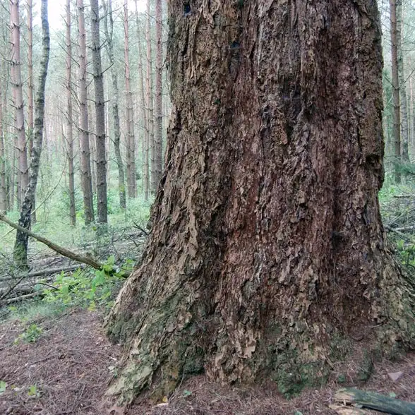 Dicker und alter Stamm eines Nadelbaumes mit tief gefurchter kastanienbrauner Borke