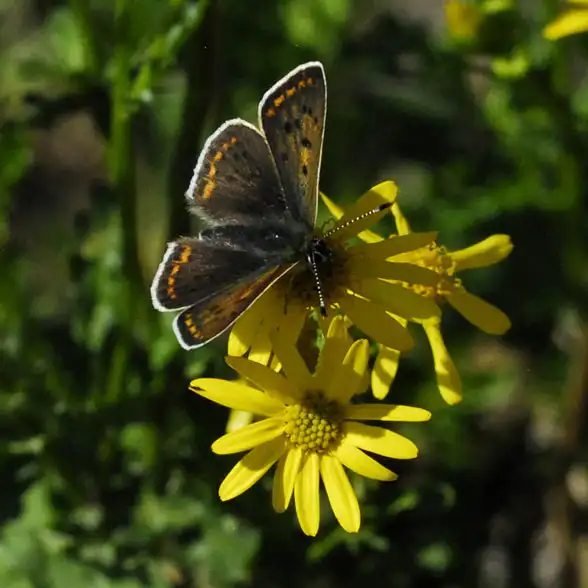 Ein kleiner Schmetterling sitzt auf einer gelben Blüte