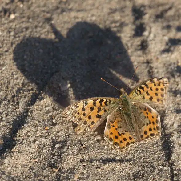 Ein kleiner Schmetterling am Sandboden und sein vogelähnlicher Schatten im letzen Abendlicht
