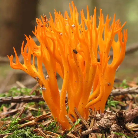 Orange leuchtender Fruchtkörper eines korallenförmigen Pilzes am Waldboden