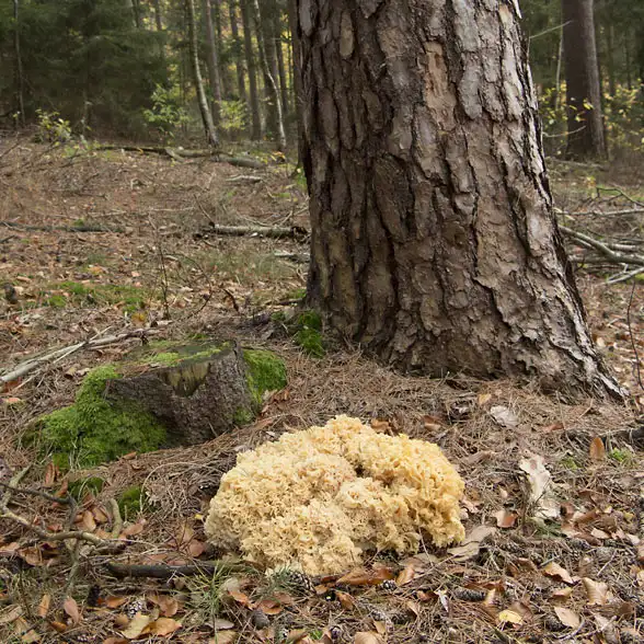 Tief gefurchter ockerfarbener und fußballgroßer Fruchtkörper eines Pilzes neben einer Kiefer am Waldboden