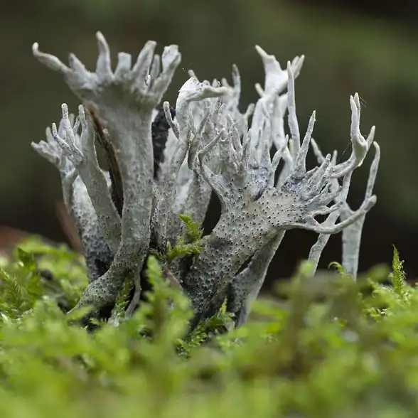 Etwa streichholzgroße graue geweihförmige Fruchtkörper eines Pilzes auf einem bemoosten Untergrund