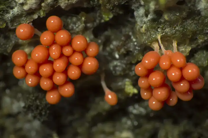 Makroaufnahme von etwa stecknadelgroßen orangen Fruchtkörpern, die in zwei Gruppen zu je einem Dutzend Exemplaren an der Schnittfläche eines Kiefernstammes wachsen