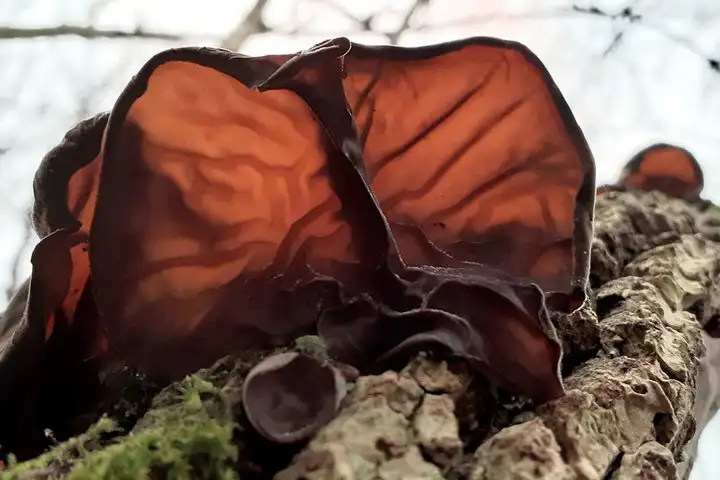 Einem menschlichen Ohr ähnlicher Fruchtkörper eines Pilzes an einem Holunderstrauch im Gegenlich
