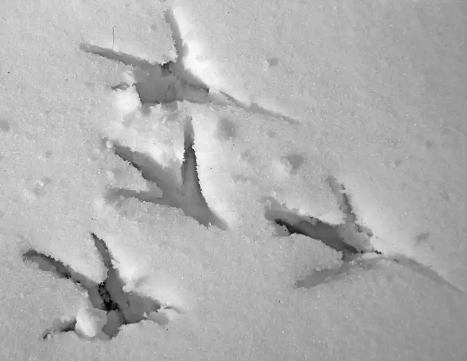 Fußabdrücke eines Graureihers im Schnee