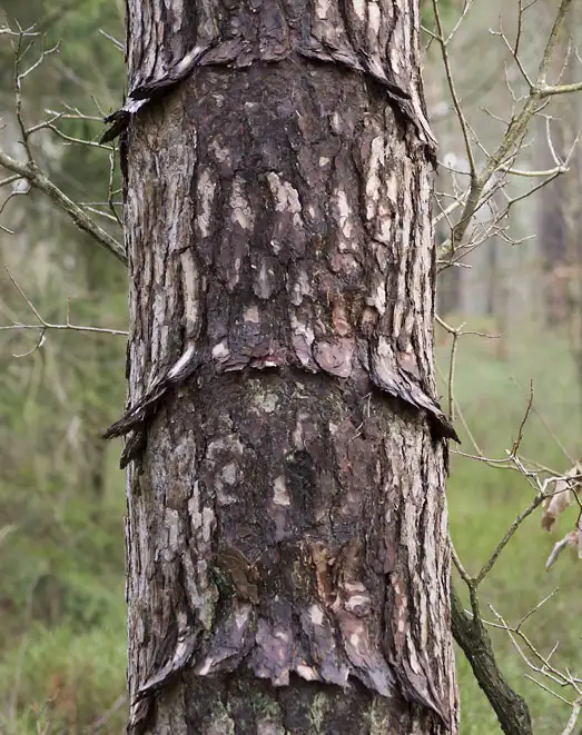 Ringförmig abstehende Borke an einer Waldkiefer