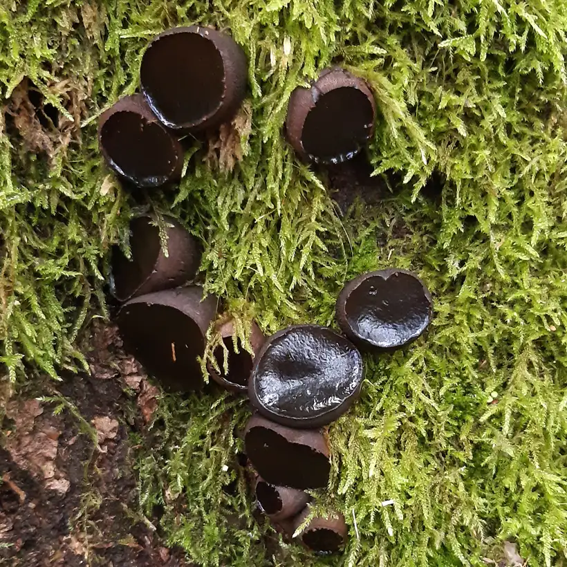 Zehn kreisförmige schwarze Fruchtkörper von Schmutzbecherlingen an einer bemooster Eiche